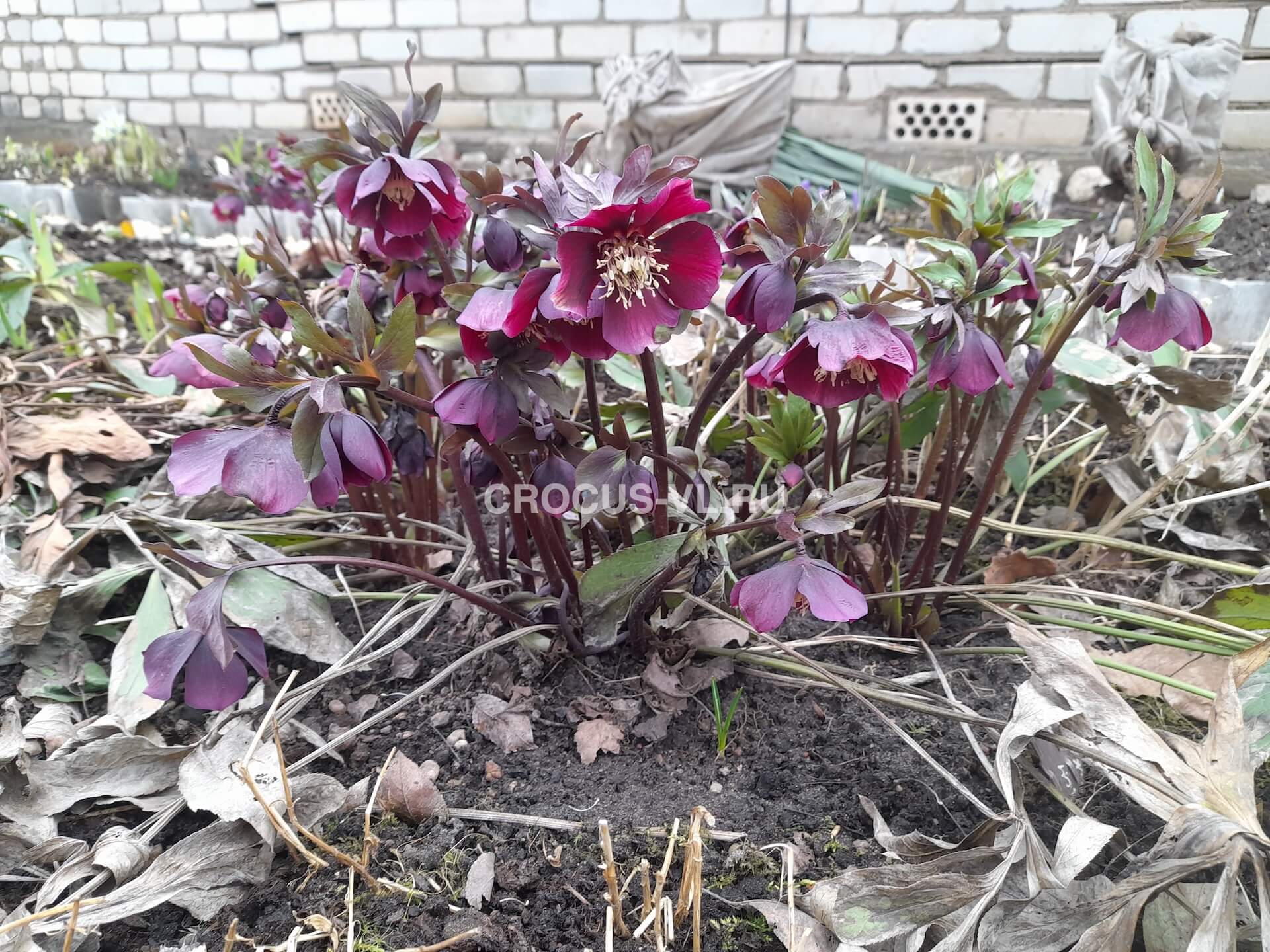 Морозник восточный «Red Lady»